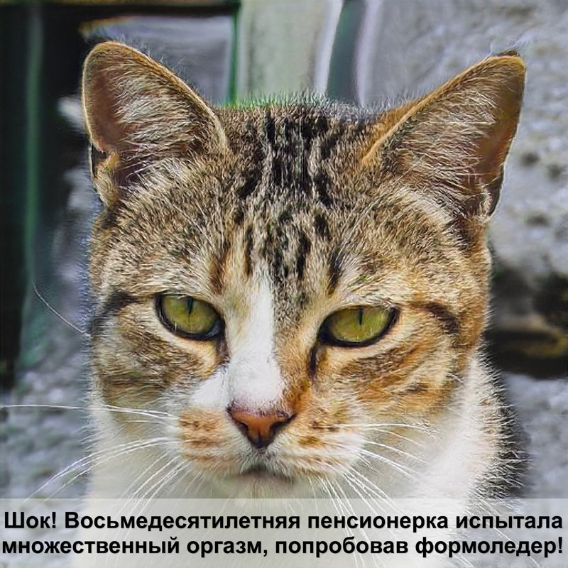 у кошки течет кровь после родов