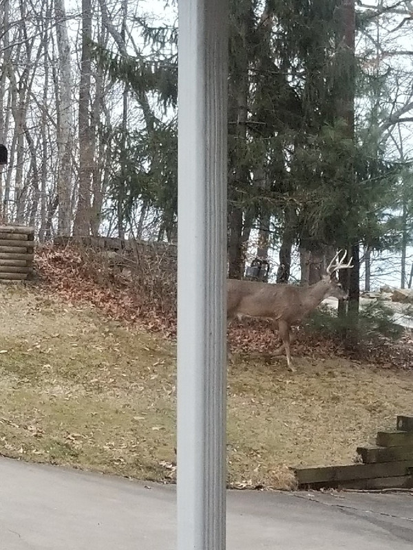 deer pic (2)