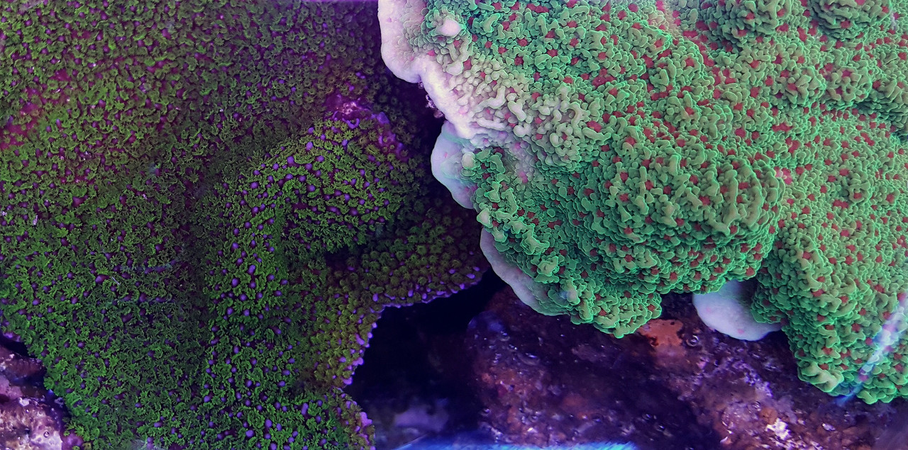 20150623_064751_PerfectlyClear