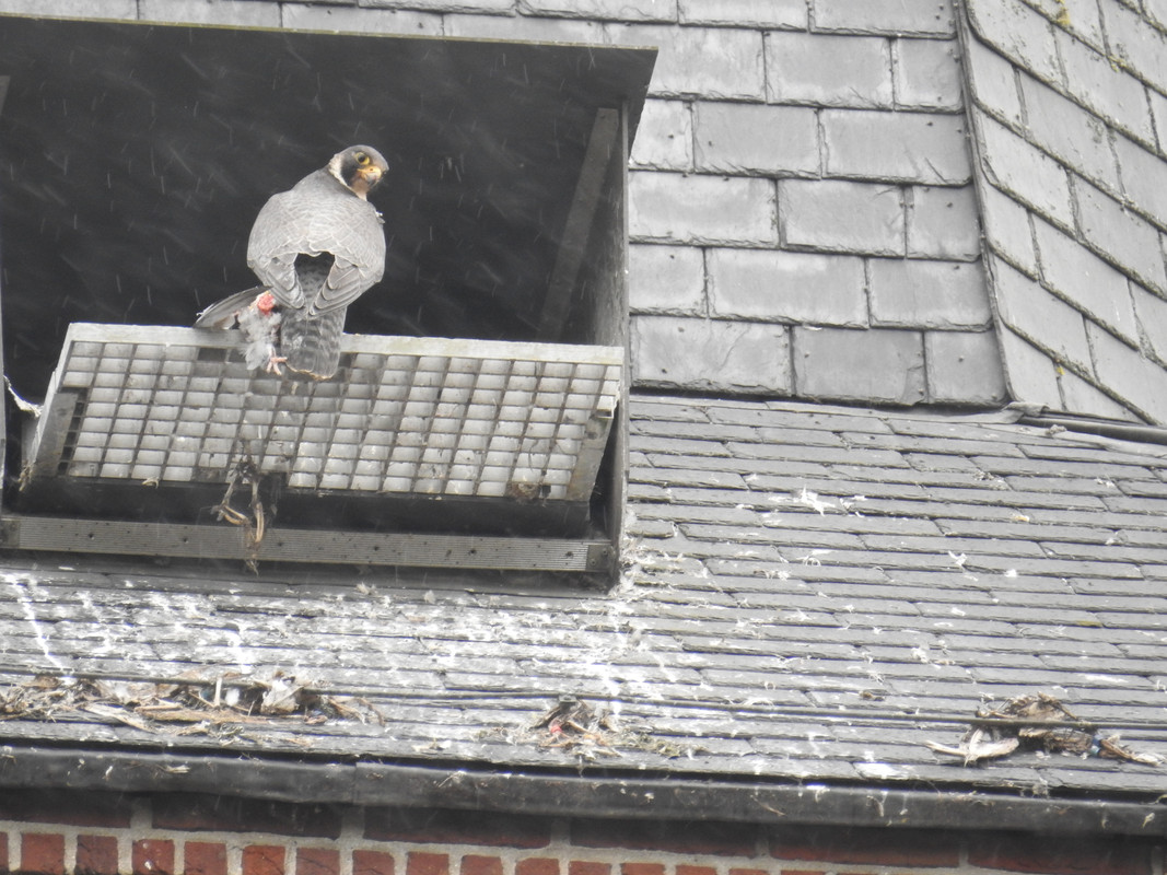 Alphen NBr. M D/J ~ Vrouw geen ringen. DSCN0419