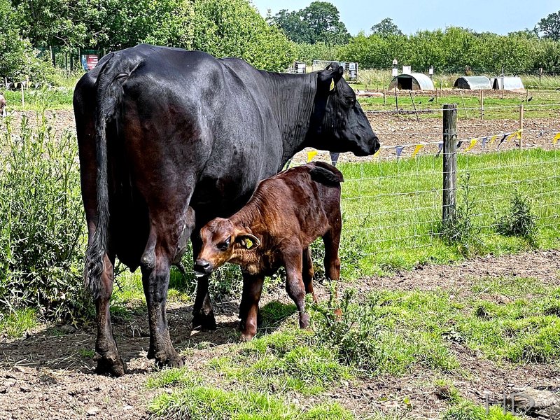 cow-and-calf.jpg