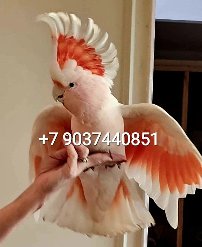 FB_IMG_1709588340815 — копия