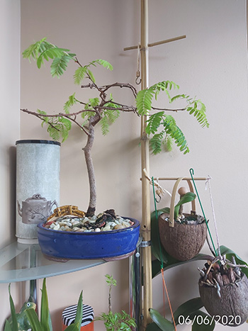 [Image: IMG-20200606-074455.jpg]