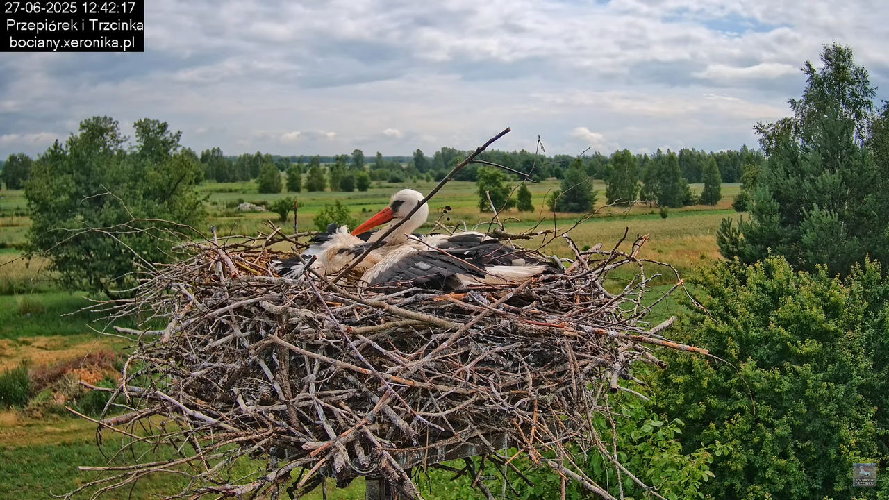 27062025bociany29