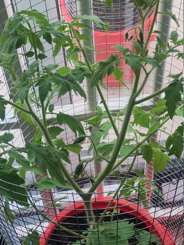 Tomatoes 261005a