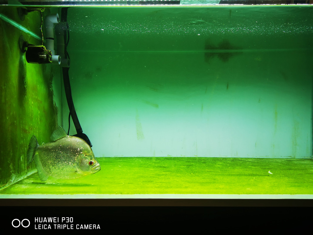 storageemulated0DCIMCameraIMGpiranha2