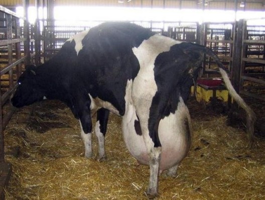 DairyCow
