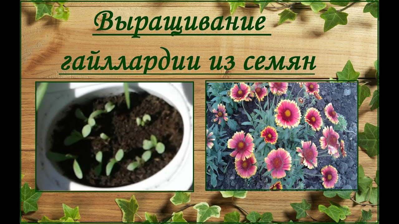 От посева до цветения все, что нужно знать о выращивании аквилегии Колумбина