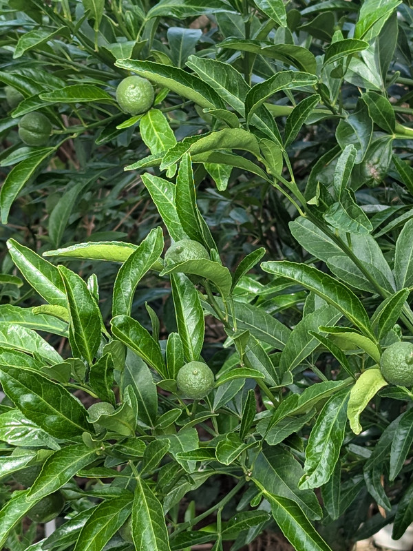 PXL_20240707_205431403