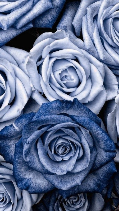 blue-roses.jpg