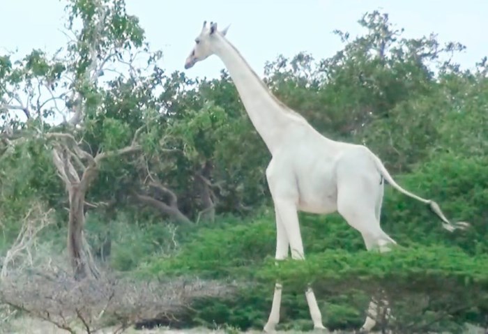 https://i.postimg.cc/gJ3y3dx1/albino-zsiraf.jpg