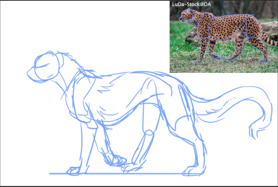Cheetah-Ref.png