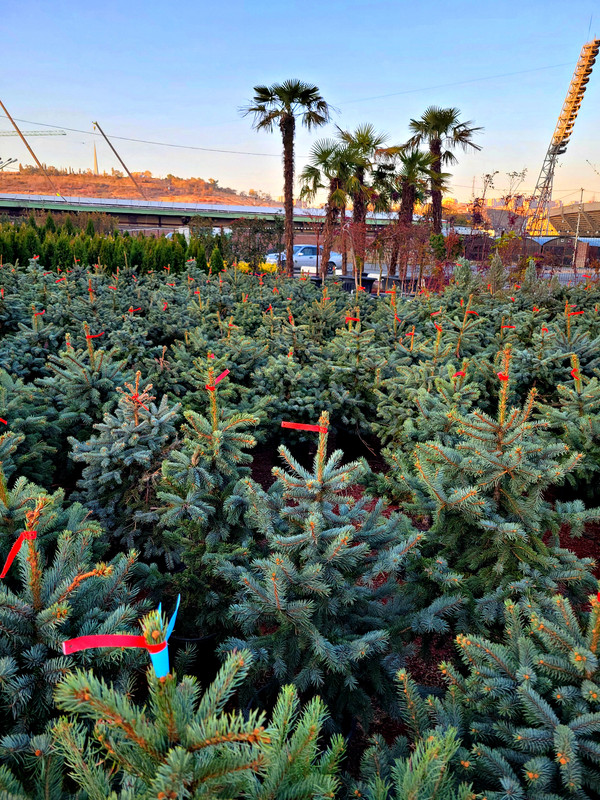 Армения. Ереван в ноябре. Армения. Ереван в ноябре.