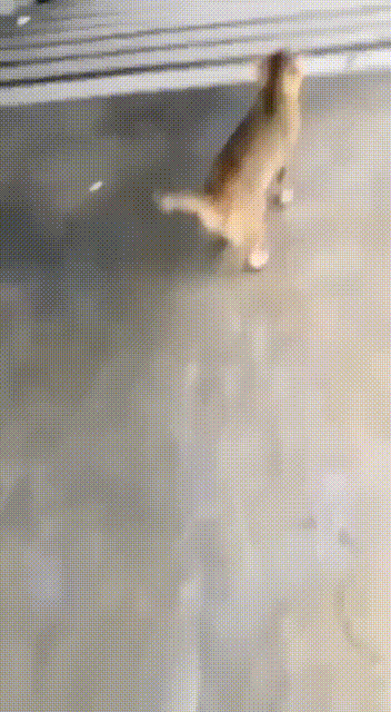 7608188.gif