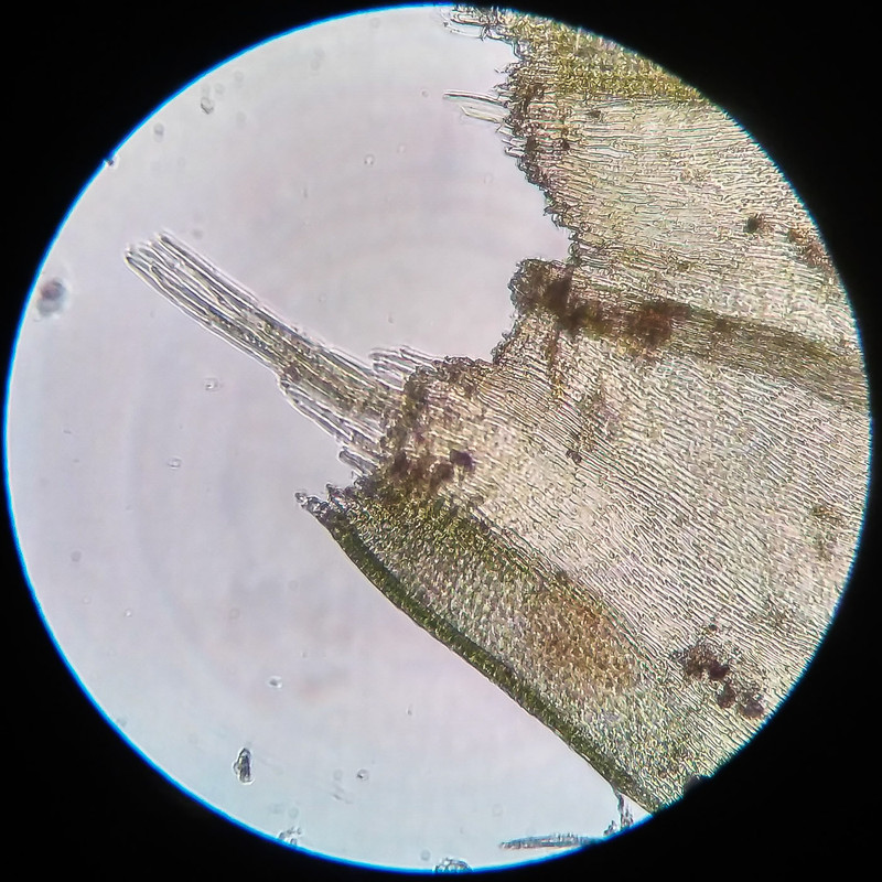 IMG 20250616 210234 HDR