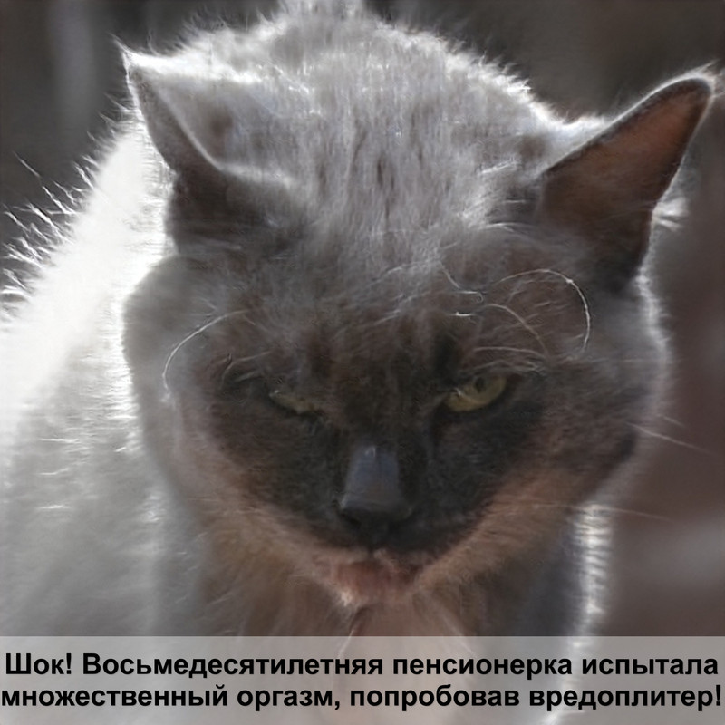 кошка тигрового окраса