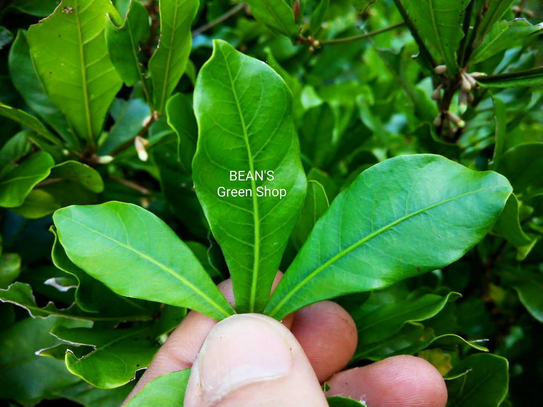 Miracle Fruit(small)2