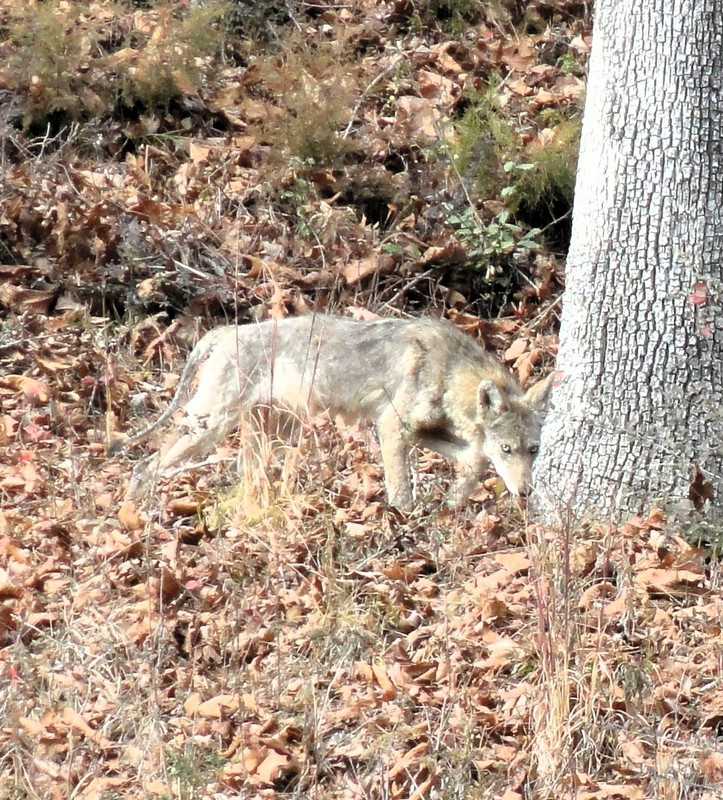 coyote.jpg