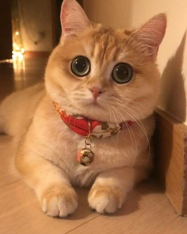 C59E1495-66B5-4832-A8E1-9275CB5F35B1