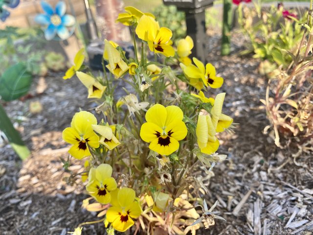 [Image: 285-FE36-C-D592-4617-A9-D3-D24966940-B9-A.jpg]