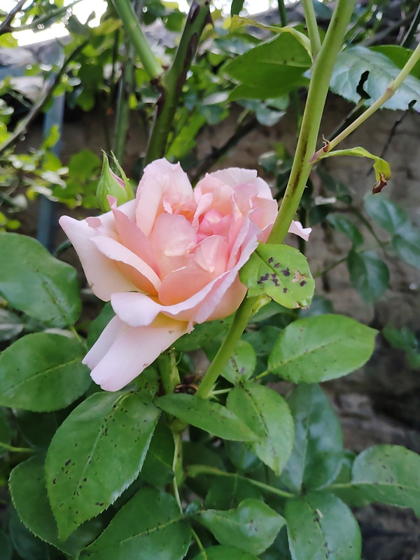 IMG 20260720 194219