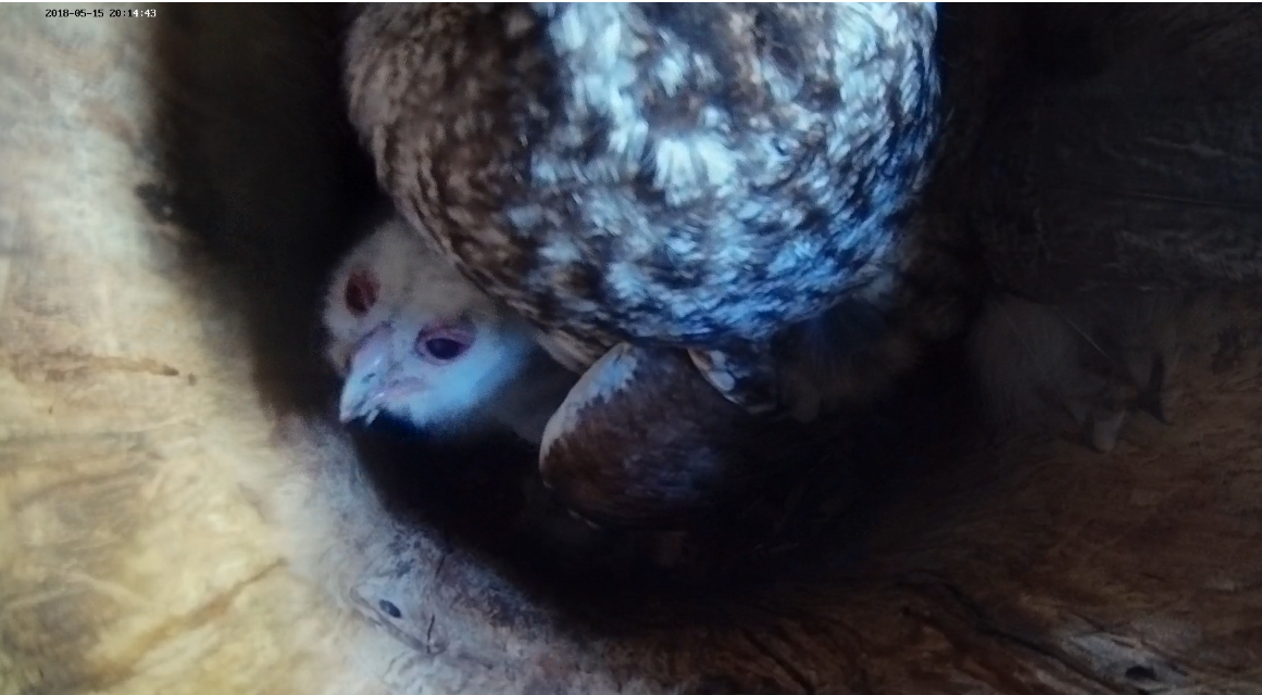 Képernyőkép – 2018-05-15 19-15-42