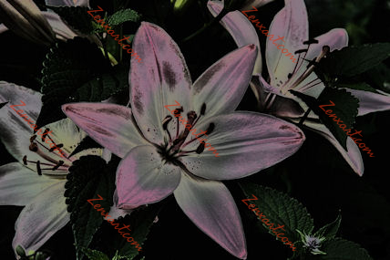 Flower26-WS.jpg