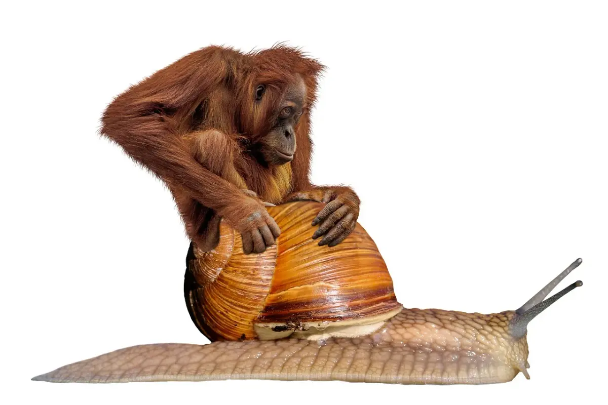 brown-orangutan-6693189-1280.webp