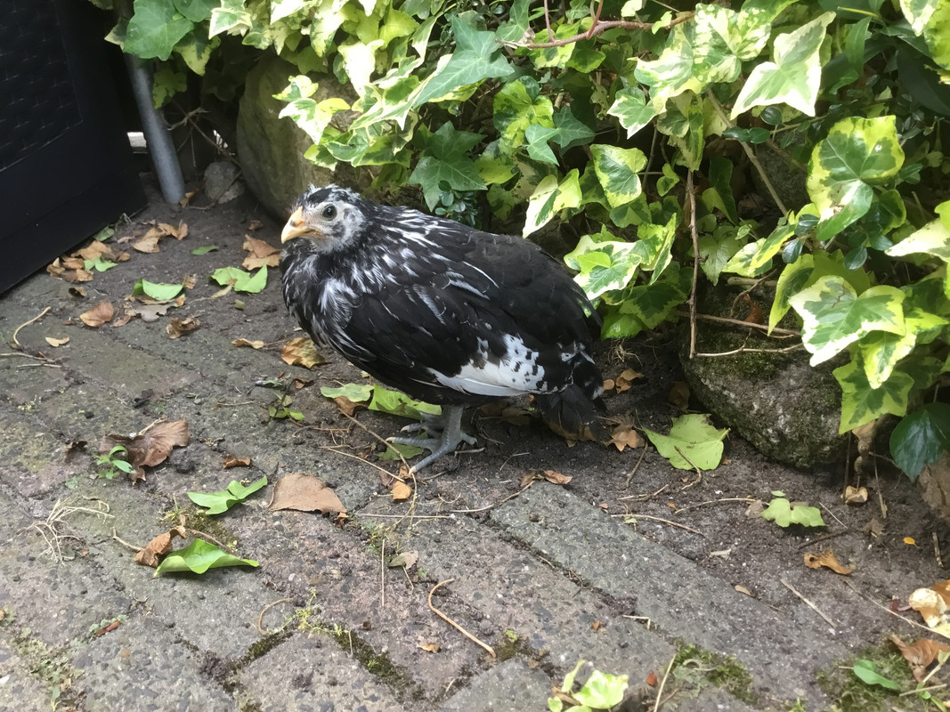 D95AE753-F3F4-4F6C-BB66-6C6FED867C87