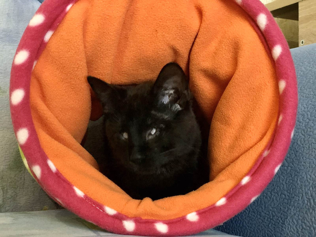 изображение_viber_2020-01-21_16-08-57