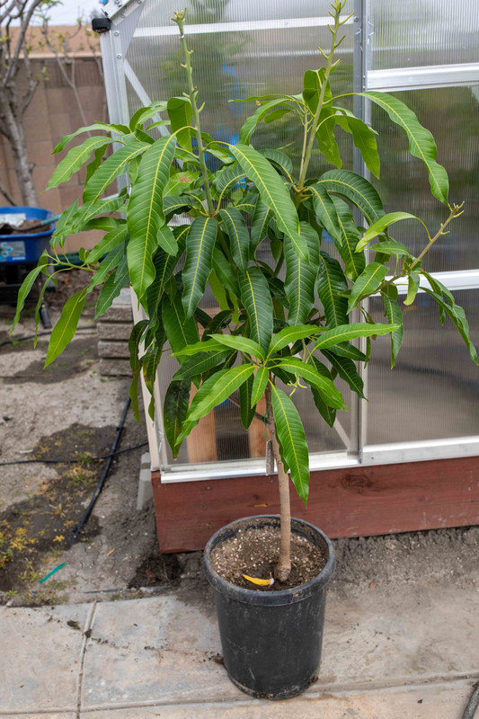 Orange Sherbet on Turpentine in (4-26-2020)