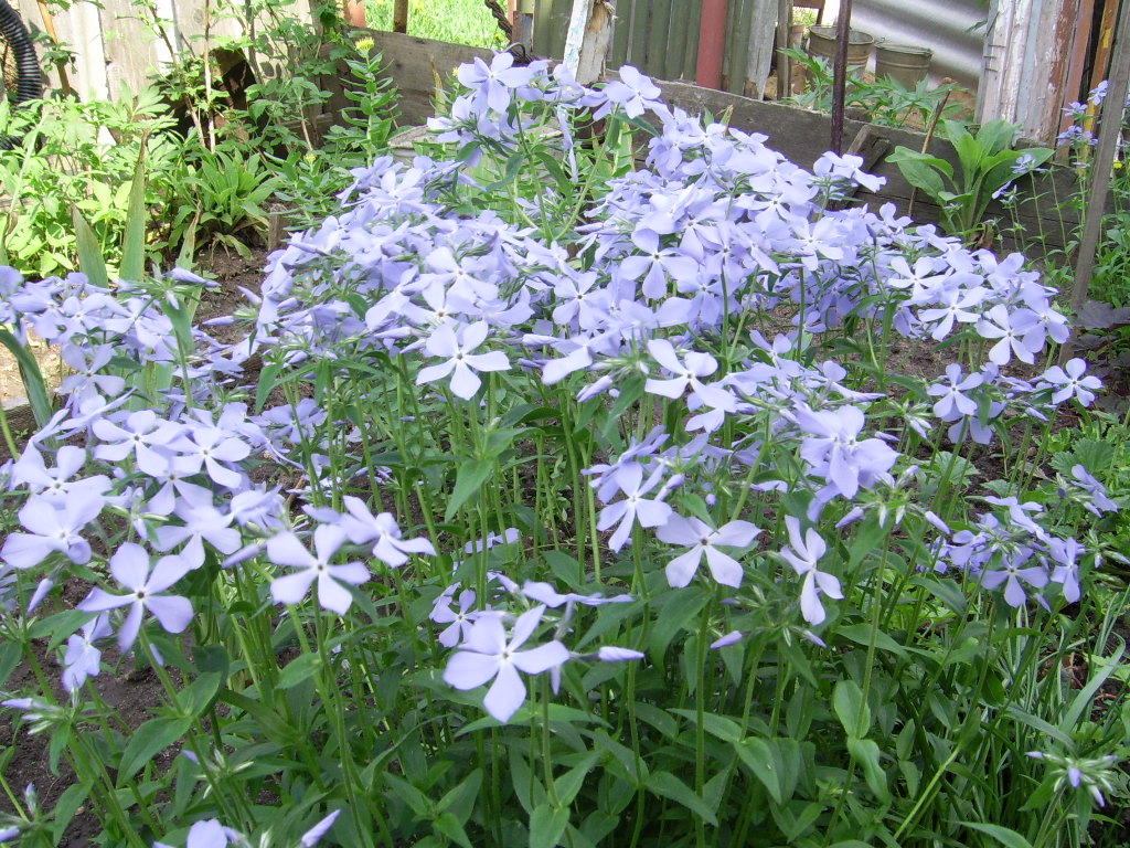 флокс метельчатый 3