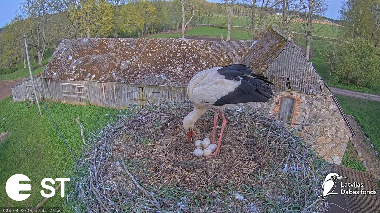 Baltie stārķi (Ciconia ciconia) Tukuma novadā - LDF tiešraide __ White storks in Tukums, Latvia 10-2