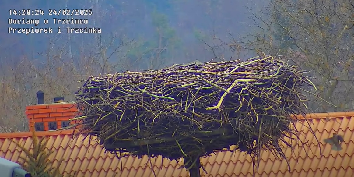 wdrodzedogniazda24022025
