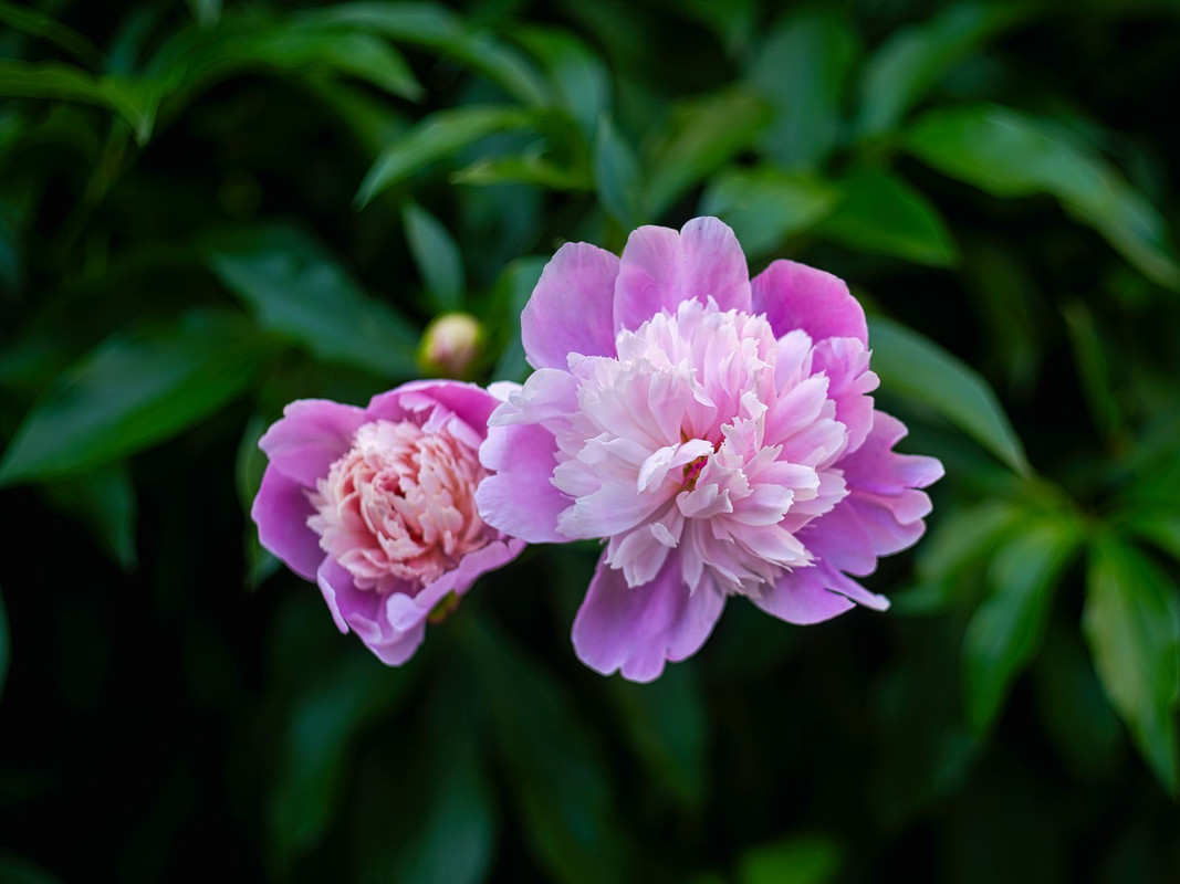 _CCC8419-Edit-Edit (1)