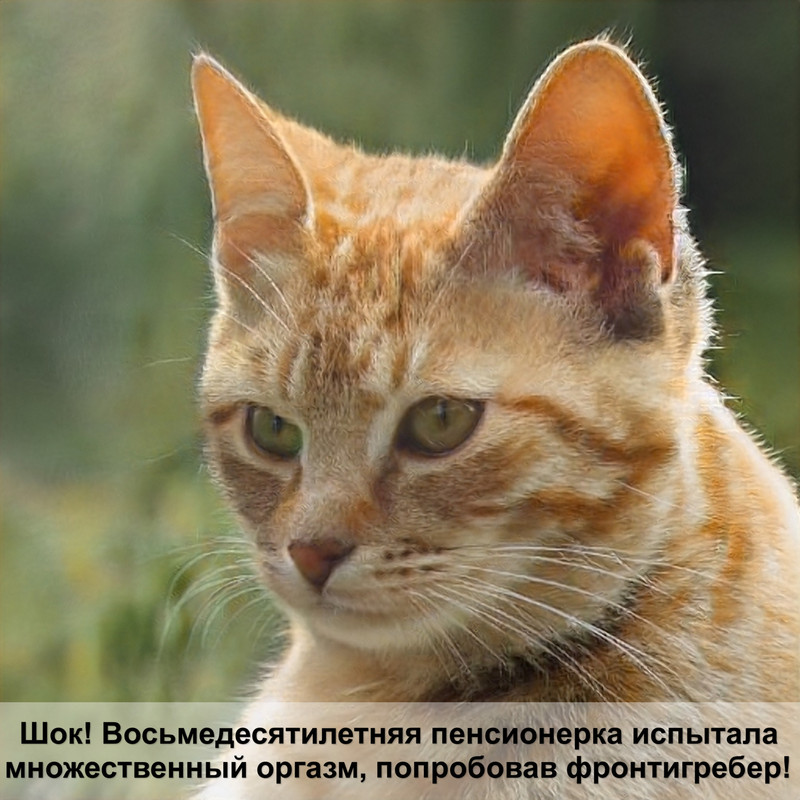 окрас кошек вислоухих шотландцев