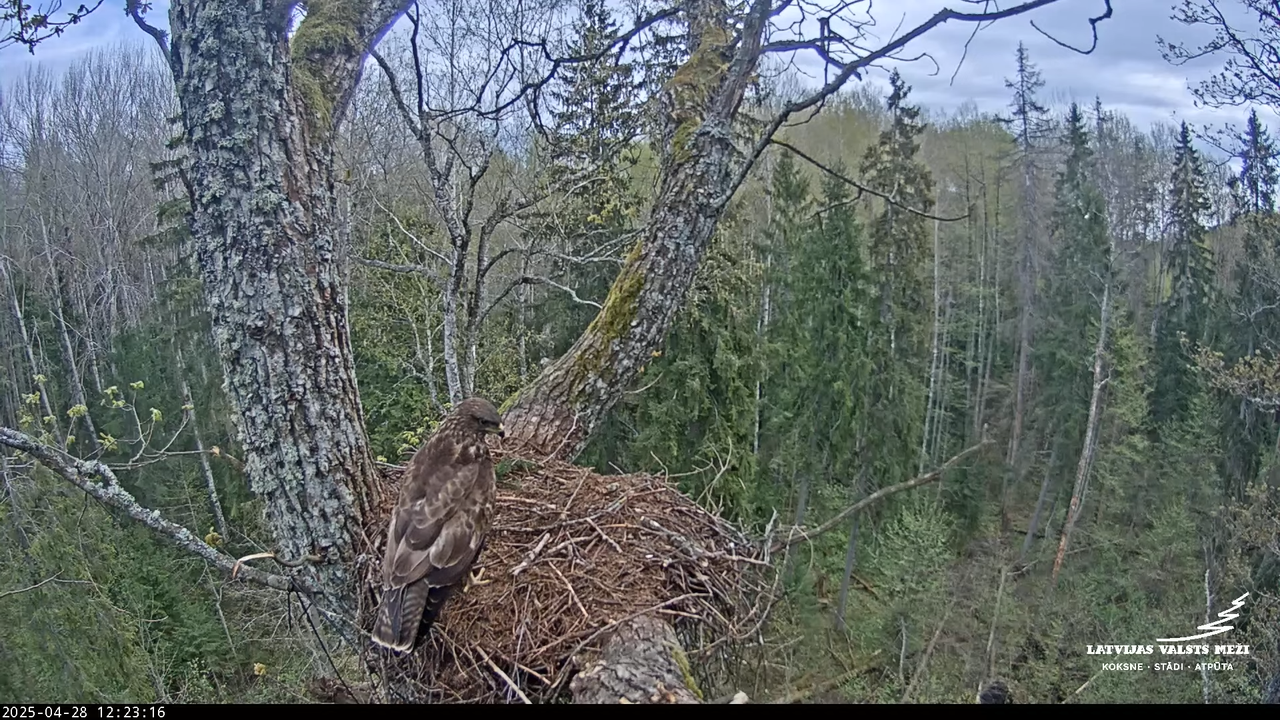 LVM mazais ērglis Lisiņa, ozols2 – Lesser Spotted Eagle 3-23-26 screenshot