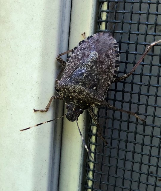 Tree Cutting Insect? | Lawn Care Forum