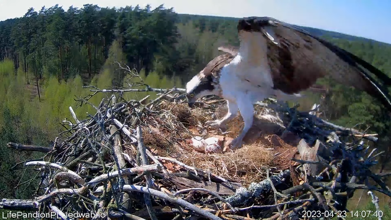 Zivjērgļi tiešsaistē Napiwodzko-Ramucka mežā 4-32-23 screenshot