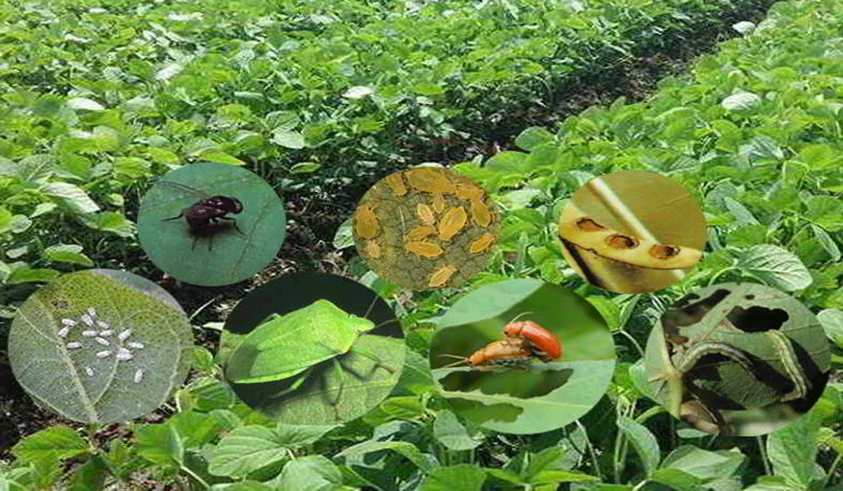 Sustainable Farming Techniques