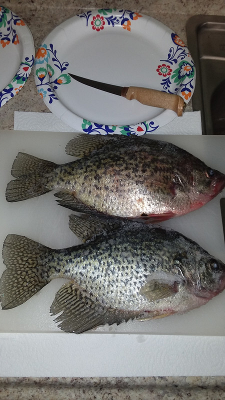 12 in crappies