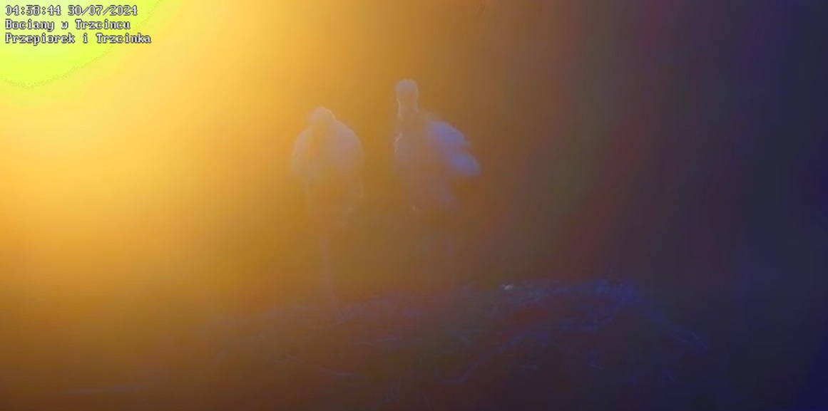 bockiwsloncukolorowe