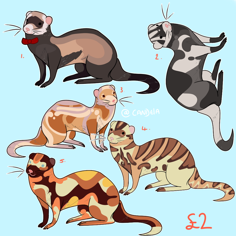 FERRET-ADOPTABLES.png