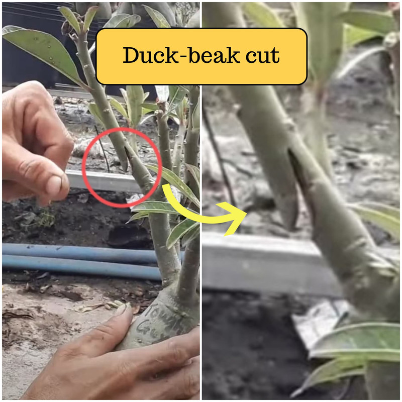 duck-beak-cut-adenium.jpg