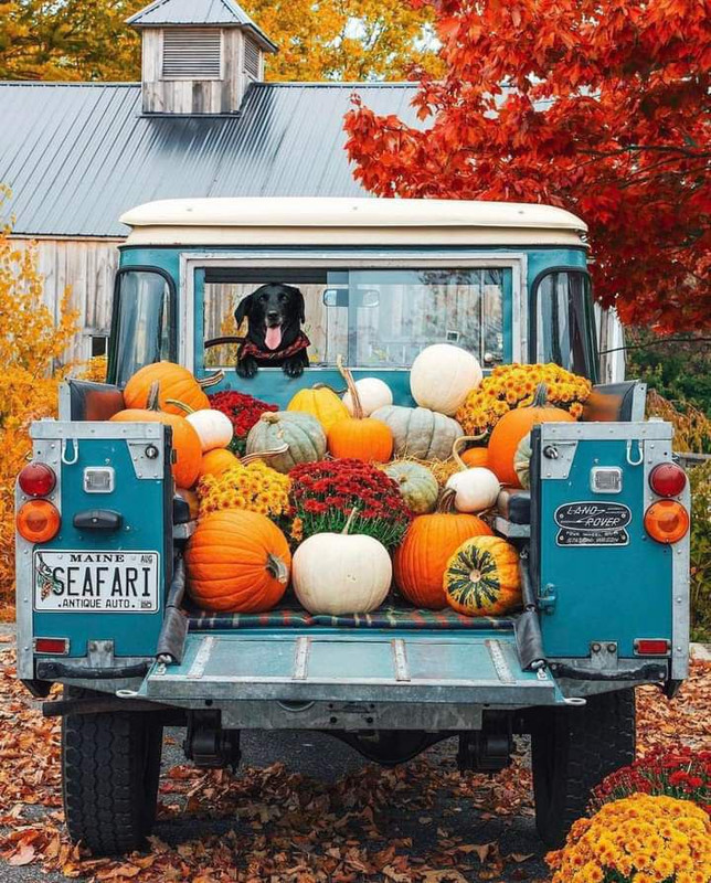 Fall-Pumpkins-truck-dog