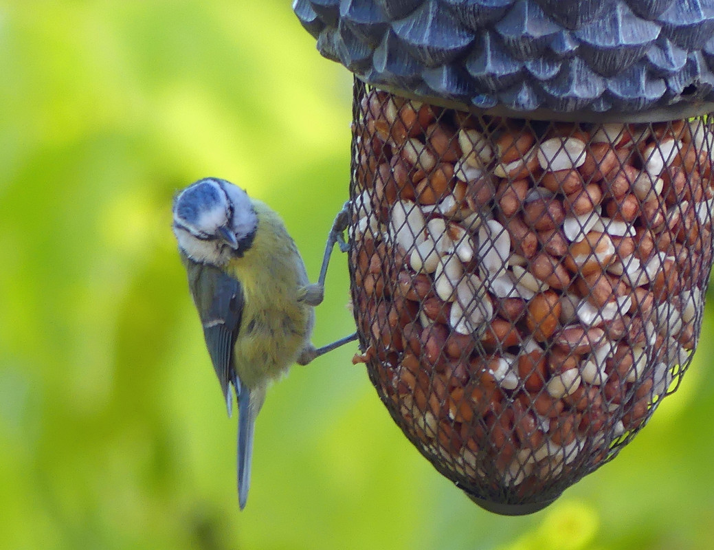 BLUE TIT 1