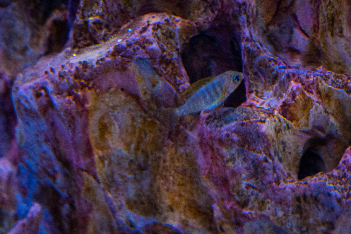 [Imagen: Alevin-probable-Labidochromis-Hongi-Red-...C-9642.jpg]