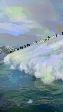 IMG-7498.gif