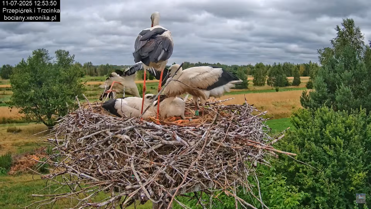 11072025bociany30