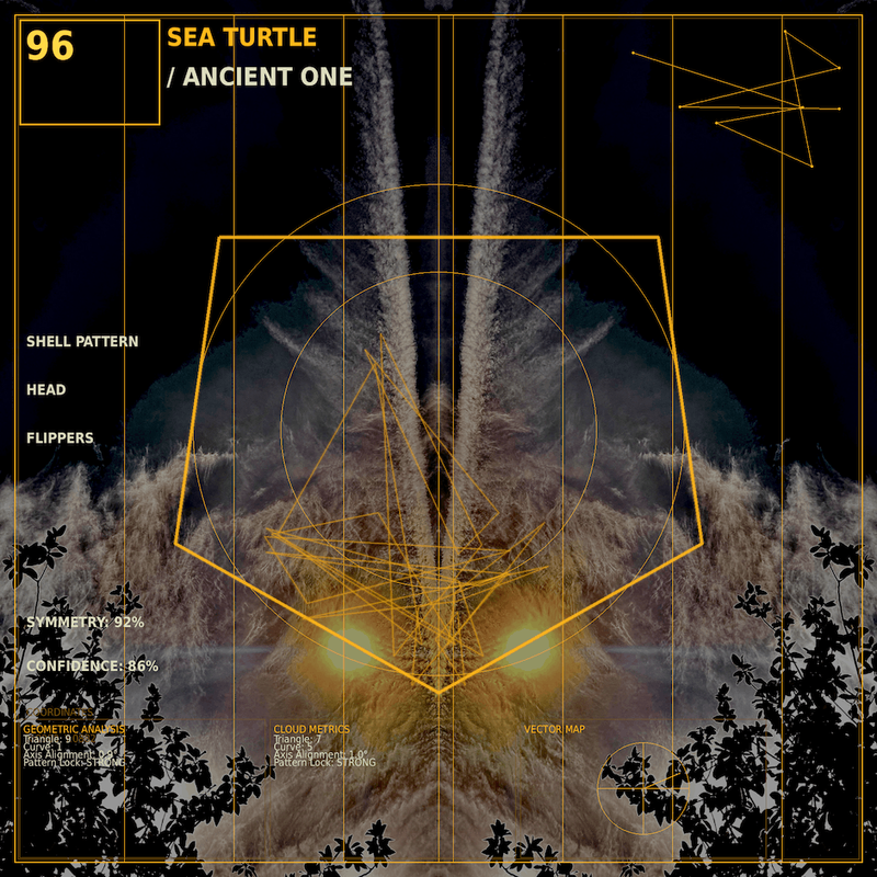 Sea turtle